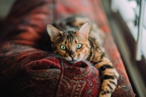 Wide Eyed Cat on Couch
