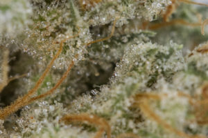 Close Up of Medical Marijuana
