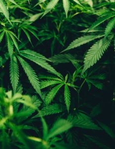 Large Cannabis Plant
