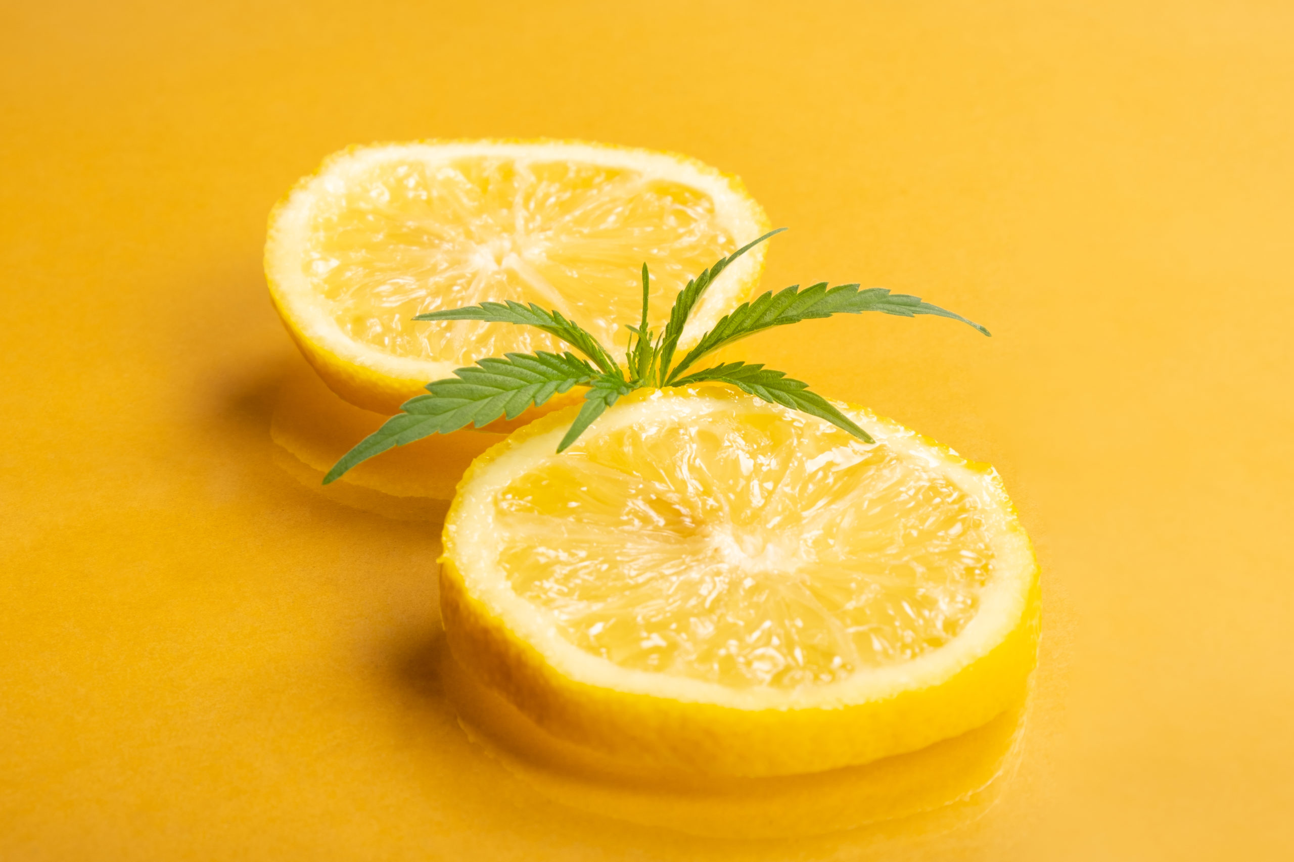 lemon hemp, medical marijuana with citrus flavor and aroma, lemon wedges with marijuana bud on yellow background.